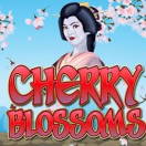 Cherry Blossoms